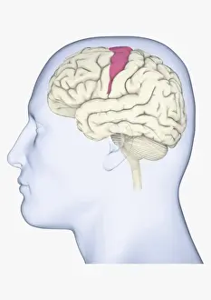 Anatomical Model Prints: Digital illustration of head in profile showing brain with somatosensory cortex highlighted in pink