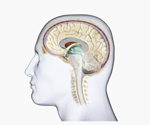 Anatomical Model Prints: Digital illustration of head in profile showing brain and spine