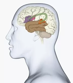 Digital illustration of head in profile showing bundle of nerve fibres connecti ng Brocas area