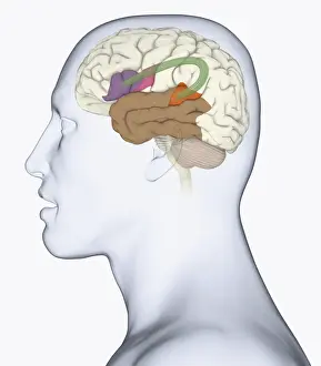 Anatomical Model Prints: Digital illustration of head in profile showing bundle of nerve fibres connecti ng Brocas area