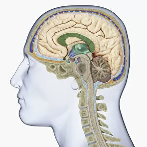 Anatomical Model Collection: Digital illustration of head in profile showing cross section of brain, neck vertebra and spine