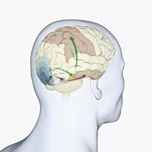Anatomical Model Collection: Digital illustration of head in profile showing dorsal and ventral pathways of brain