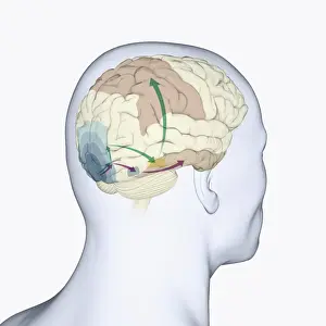 Anatomical Model Prints: Digital illustration of head in profile showing dorsal and ventral pathways of brain