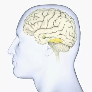 Images Dated 14th January 2010: Digital illustration of head in profile showing face recognition area and amygdala in brain