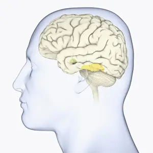 Anatomical Model Prints: Digital illustration of head in profile showing face recognition area and amygdala in brain