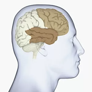 Anatomical Model Collection: Digital illustration of head in profile showing frontal lobe and temporal lobe in brain