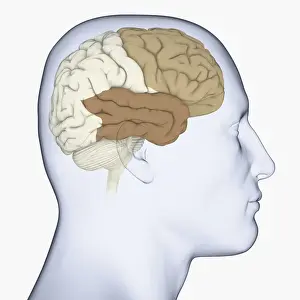 Anatomical Model Prints: Digital illustration of head in profile showing frontal lobe and temporal lobe in brain