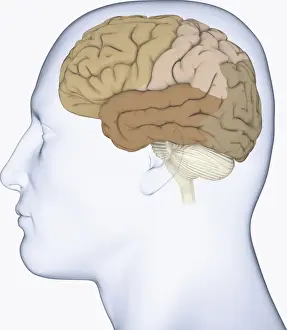 Anatomical Model Prints: Digital illustration of head in profile showing lateral view of cortex in brain