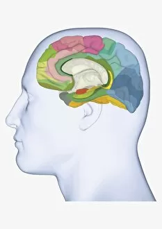 Images Dated 31st December 2009: Digital illustration of head in profile showing medial Brodmann areas of human brain highlighted