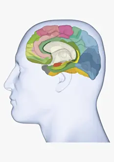 Anatomical Model Prints: Digital illustration of head in profile showing medial Brodmann areas of human brain highlighted in different colours