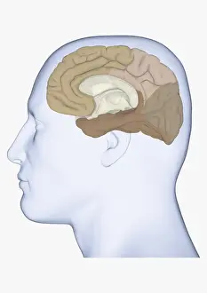 Anatomical Model Prints: Digital illustration of head in profile showing medial view of cortex in human brain