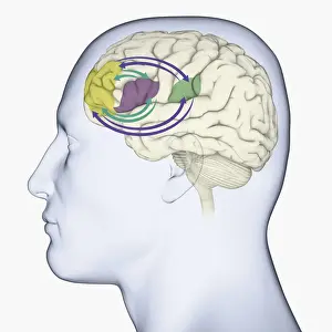 Digital illustration of head in profile showing memory areas of brain