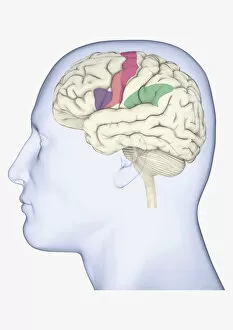 Brain Stem Collection: Digital illustration of head in profile showing mirror neurons in human brain highlighted in