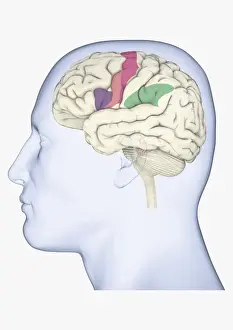 Anatomical Model Prints: Digital illustration of head in profile showing mirror neurons in human brain highlighted in purple