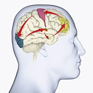 Images Dated 14th January 2010: Digital illustration of head in profile showing motor cortex (pink)