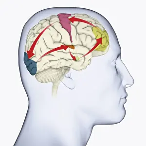 Anatomical Model Prints: Digital illustration of head in profile showing motor cortex (pink)