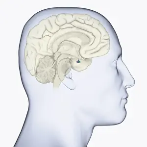 Anatomical Model Prints: Digital illustration of head in profile showing pituitary gland in brain highlighted in blue