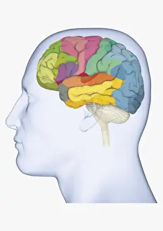 Anatomical Model Prints: Digital illustration of head in profile showing separate areas of brain highlighted in different colours