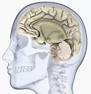 Images Dated 5th January 2010: Digital illustration of head in profile showing skull, brain and spine
