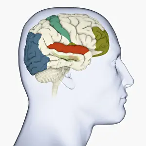 Anatomical Model Prints: Digital illustration of head in profile showing visual cortex (blue)