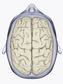 Images Dated 14th January 2010: Digital illustration of head showing left and right areas of brain seen from above