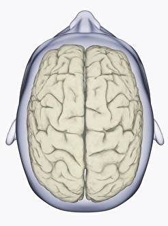 Images Dated 14th January 2010: Digital illustration of head showing left and right areas of brain seen from above