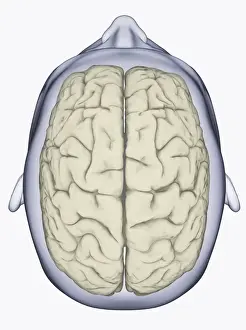 Left Prints: Digital illustration of head showing left and right areas of brain seen from above