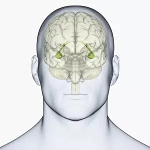 Anatomical Model Collection: Digital illustration of head showing location of hippocampus in human brain