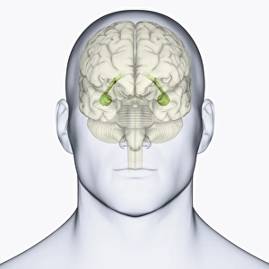 Images Dated 14th January 2010: Digital illustration of head showing location of hippocampus in human brain