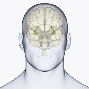 Anatomical Model Prints: Digital illustration of head showing location of hippocampus in human brain