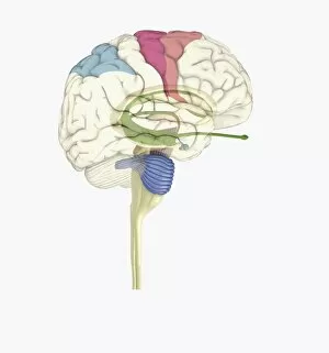 Images Dated 14th January 2010: Digital illustration of highlighted areas in human brain affected by motor disorders