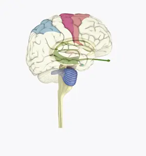 Prints of Digital illustration of highlighted areas in human brain affected by motor disorders The Human Brain Prints: Digital illustration of highlighted areas in human brain affected by motor disorders