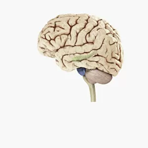 Anatomical Model Collection: Digital illustration of hippocampus (green) and pons (blue) in left hemisphere of human brain