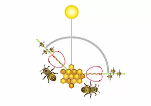 Digital illustration of Honeybee waggle dance where angle from sun indicates direction