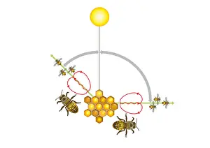 Teamwork Prints: Digital illustration of Honeybee waggle dance where angle from sun indicates direction