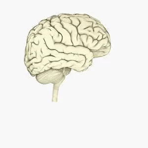 Digital illustration of human brain