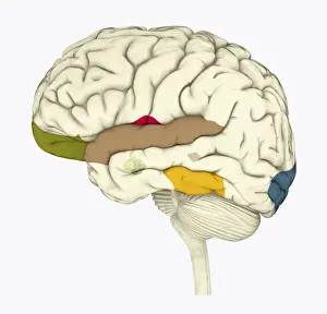 Digital illustration of human brain associated with full awareness
