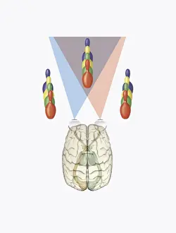 Eyesight Prints: Digital illustration of human brain with differing views provided by each eye producing three dimensional vision