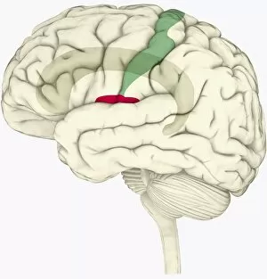 Images Dated 14th January 2010: Digital illustration of human brain highlighting cingulate cortex, insular cortex in red