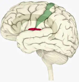 Prints of Digital illustration of human brain highlighting cingulate cortex, insular cortex in red, and somatosensory cortex in green The Human Brain Prints: Digital illustration of human brain highlighting cingulate cortex