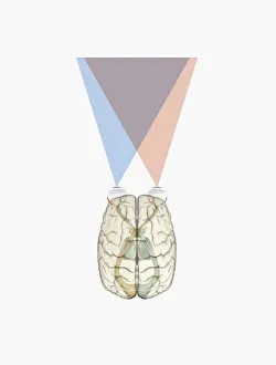 Images Dated 14th January 2010: Digital illustration of human brain and information from left side of visual cortex receiving