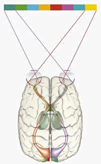 Images Dated 14th January 2010: Digital illustration of human brain and mapping of visual field onto retina matching arrangement
