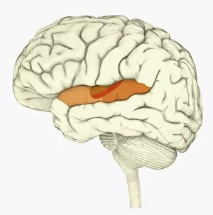 Anatomical Model Collection: Digital illustration of human brain with primary auditory cortex highlighted in orange and red