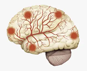 The End Prints: Digital illustration of human brain showing blood vessels