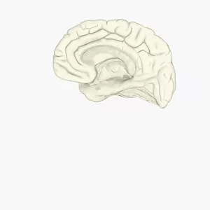 Digital illustration of human brain showing corpus collosum and cingulate gyrus on medial surface of human brain
