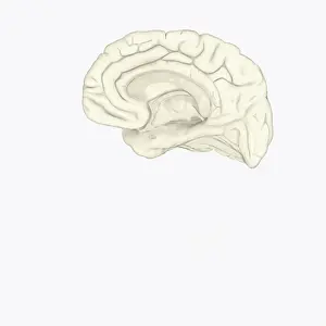 Digital illustration of human brain showing corpus collosum and cingulate gyrus on medial surface of human brain