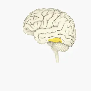 Prints of Digital illustration of human brain showing face-recognition area highlighted in yellow The Human Brain Prints: Digital illustration of human brain showing face-recognition area highlighted in yellow