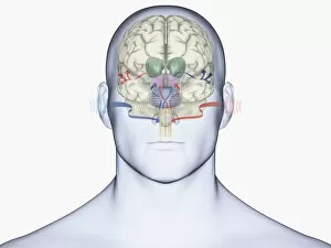 Brain Stem Collection: Digital illustration of human brain with sound entering via brain stem
