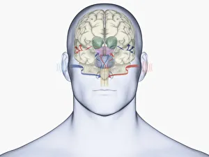 Images Dated 14th January 2010: Digital illustration of human brain with sound entering via brain stem