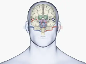 Prints of Digital illustration of human brain with sound entering via brain stem and thalamus to auditory cortex The Human Brain Prints: Digital illustration of human brain with sound entering via brain stem and thalamus to auditory cortex